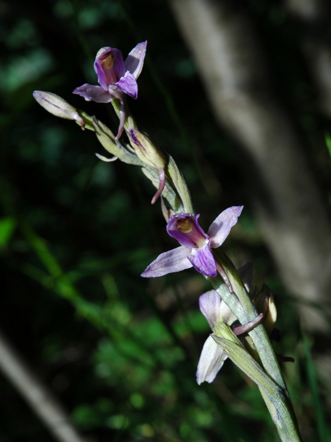 il meglio fiore 2008